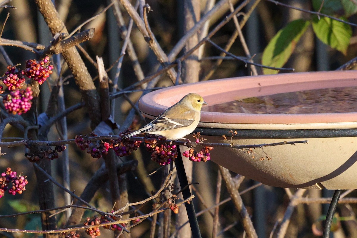 Чиж золотий - ML647443682