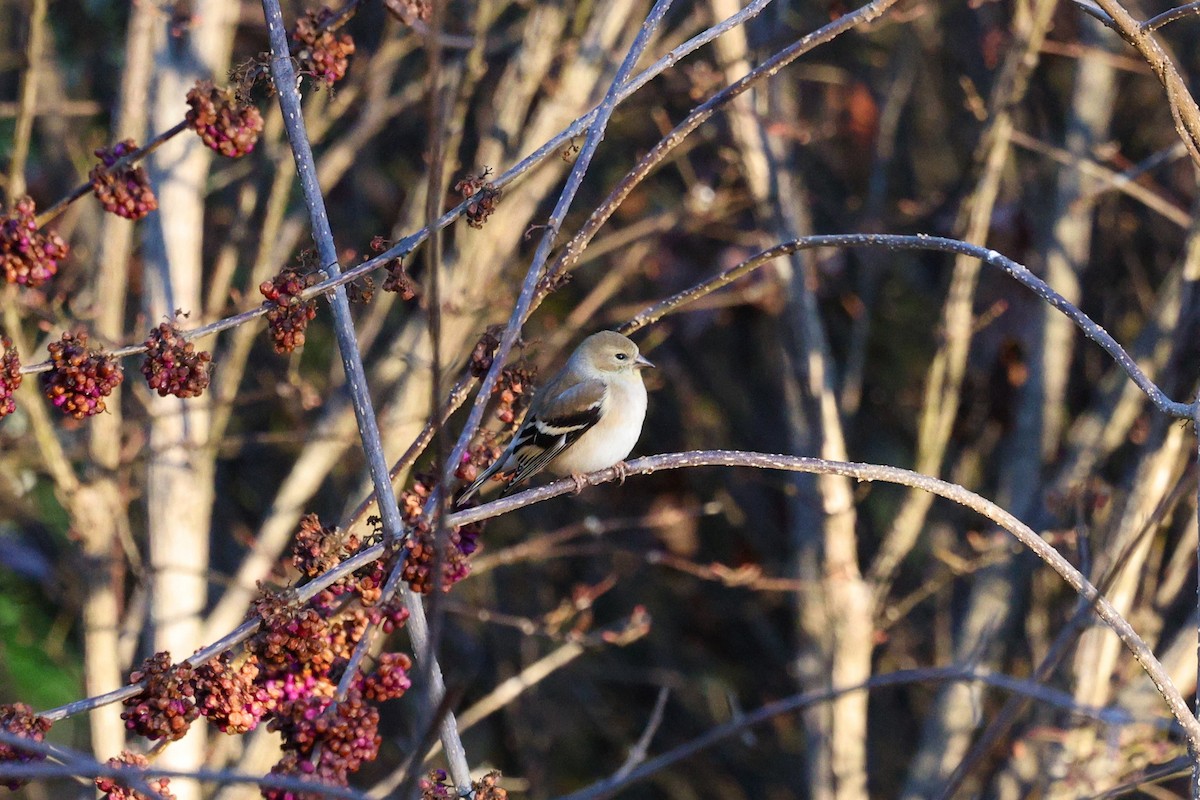 Чиж золотий - ML647443683