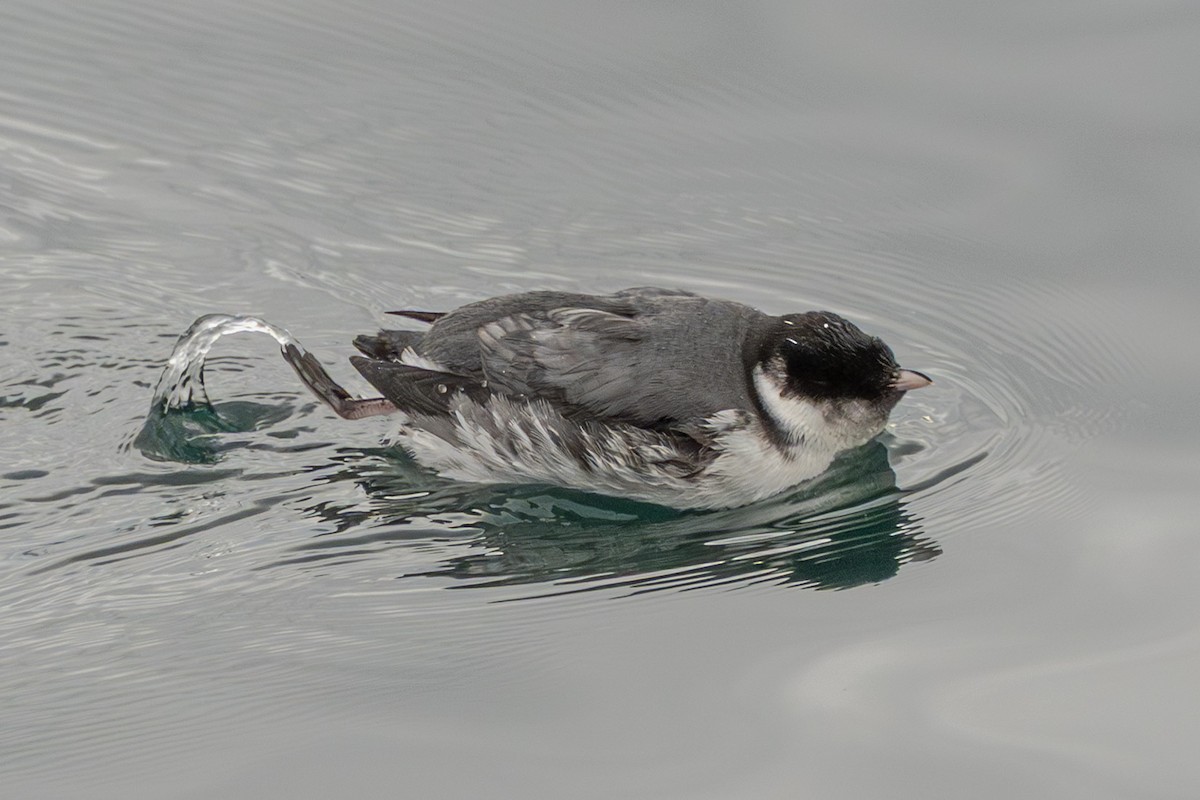 Моржик чорногорлий - ML647443684