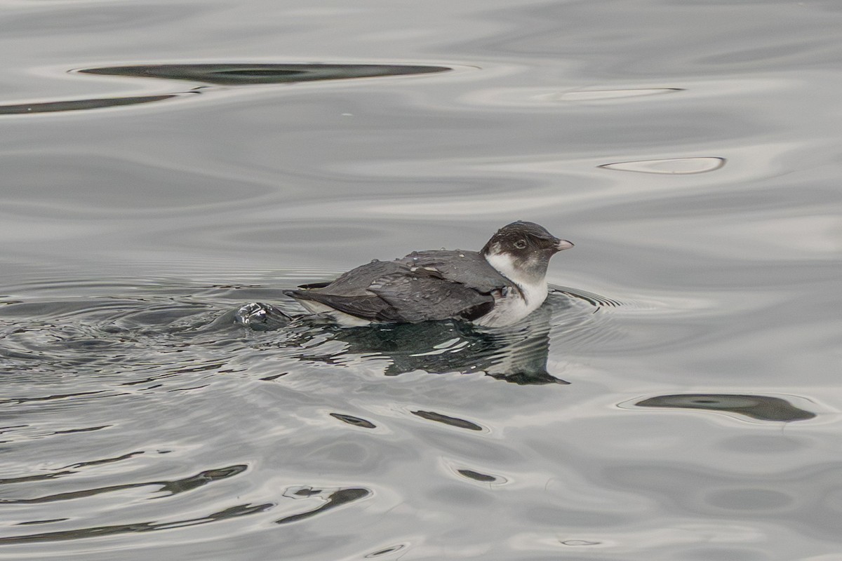 Моржик чорногорлий - ML647443686