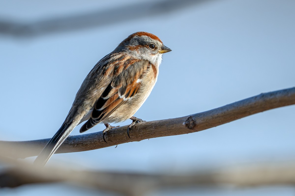 Пасовник північний - ML647443688