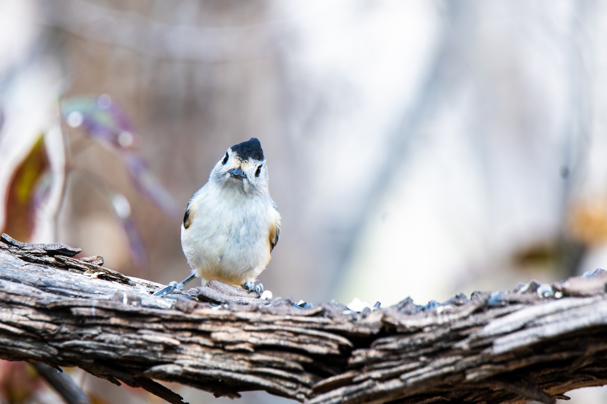 Синиця чорночуба - ML647443689