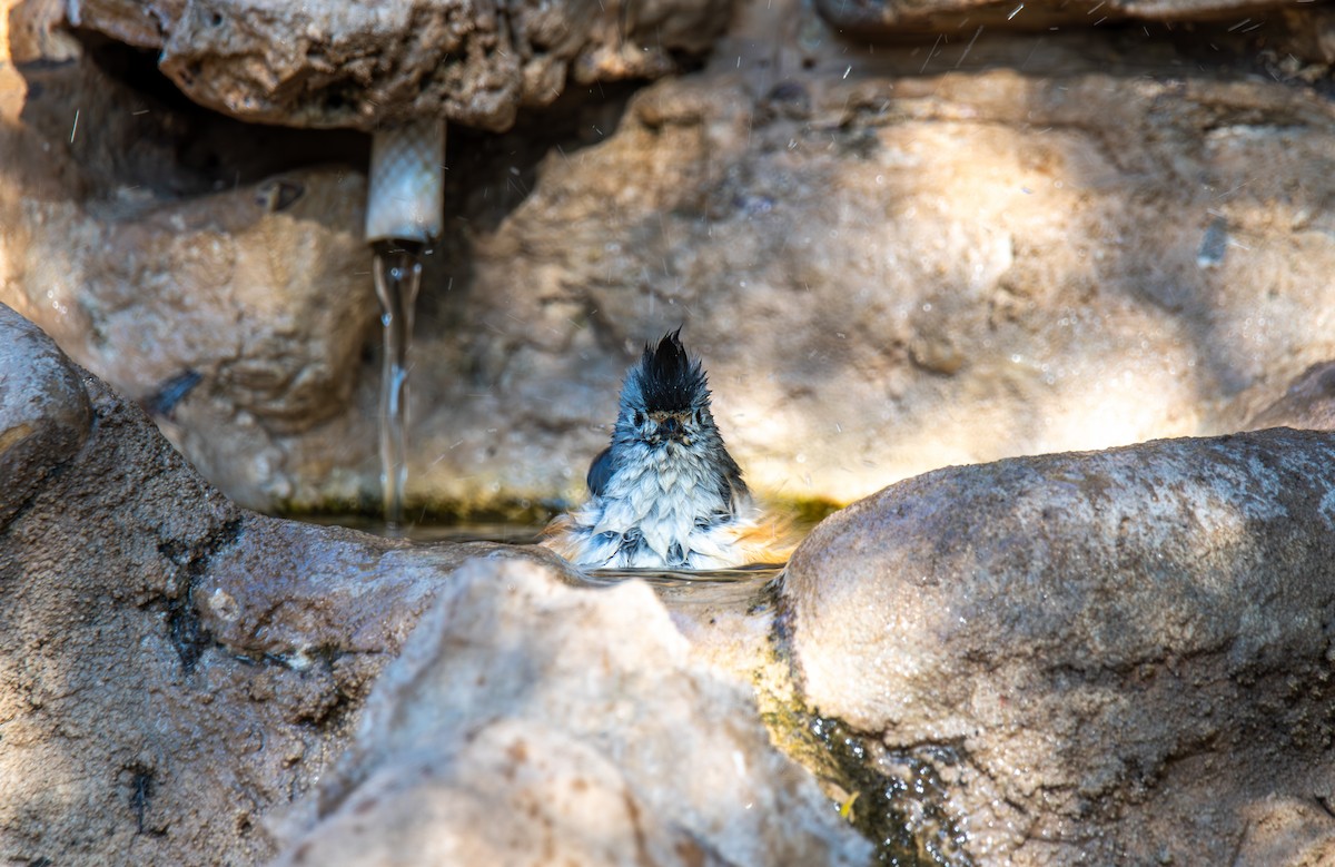 Синиця чорночуба - ML647443690