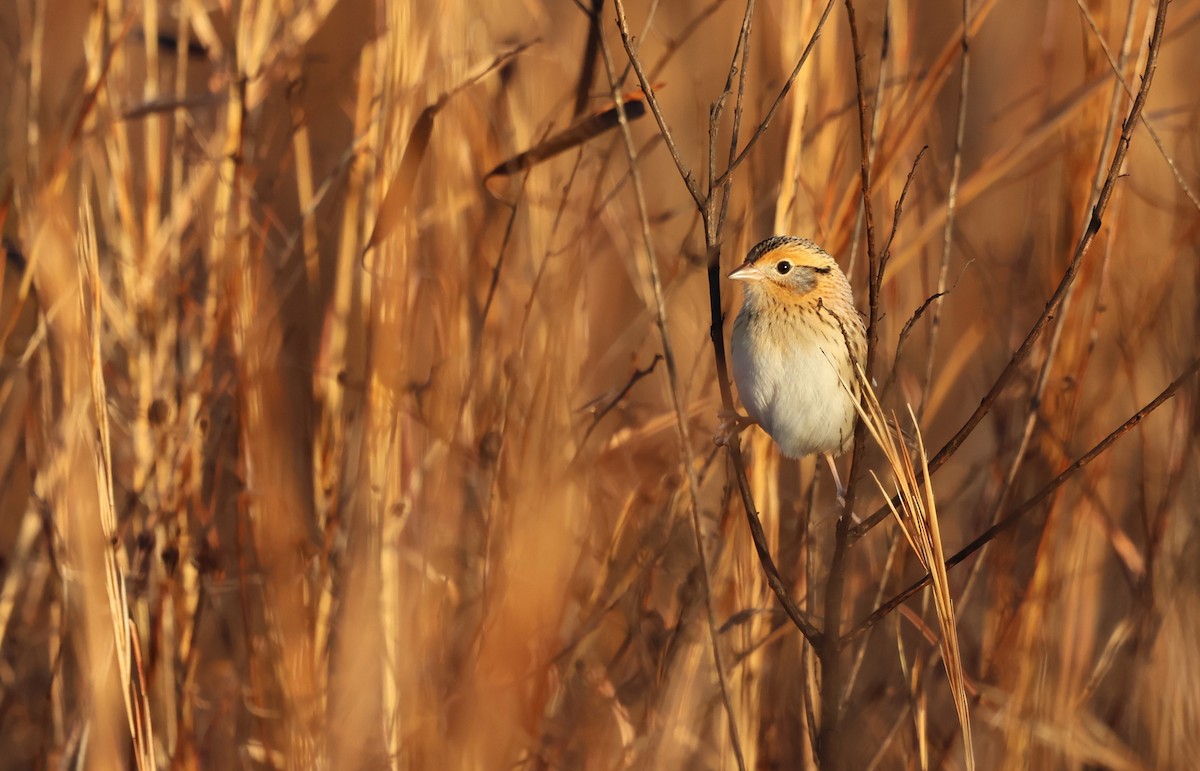 Багновець лучний - ML647443691
