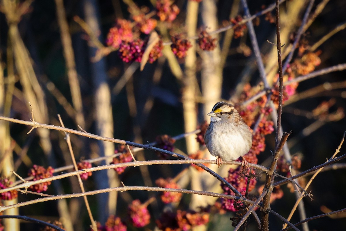 Бруант білогорлий - ML647443692
