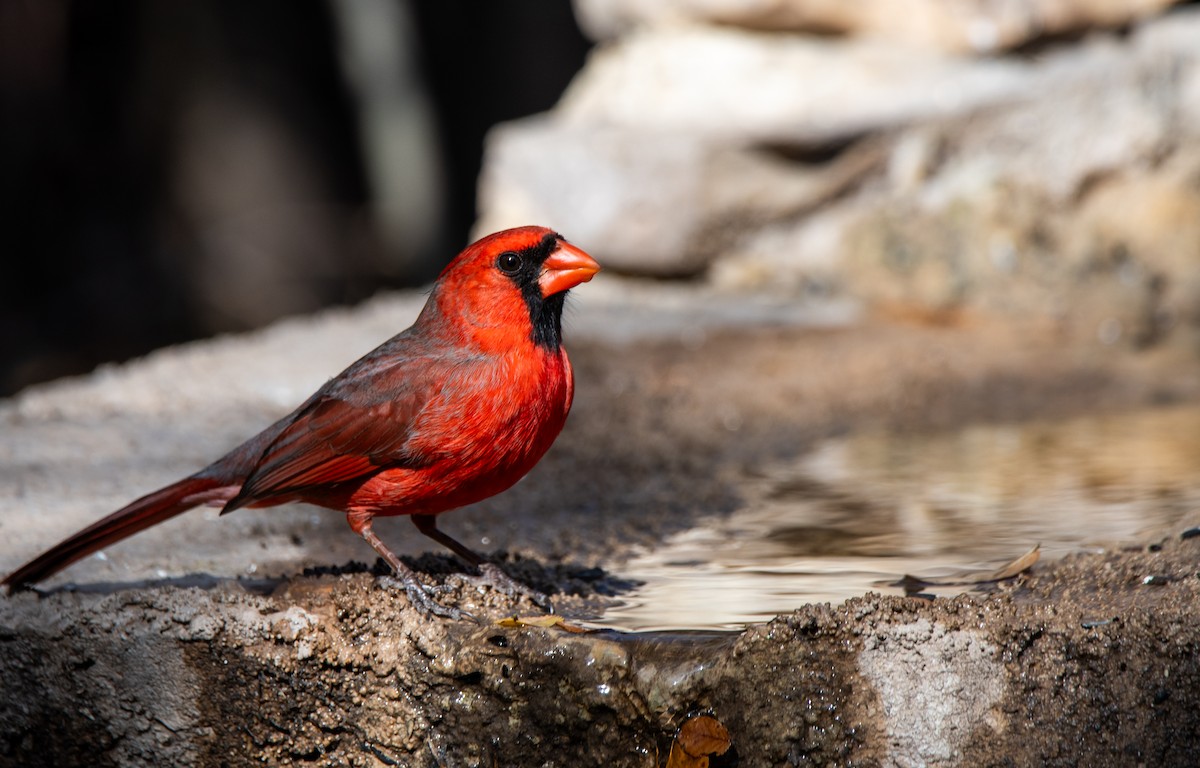 Northern Cardinal - ML647443693