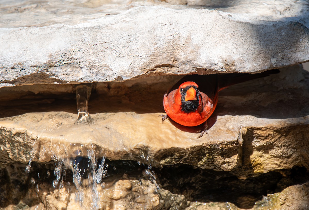 Northern Cardinal - ML647443694