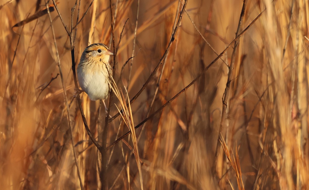 LeConte's Sparrow - ML647443697