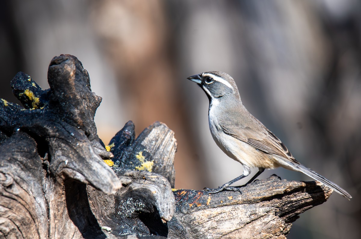 Black-throated Sparrow - ML647443701