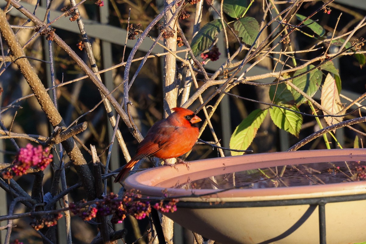 rødkardinal - ML647443702