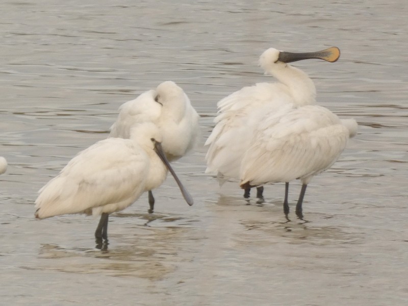 skjestork - ML647443708