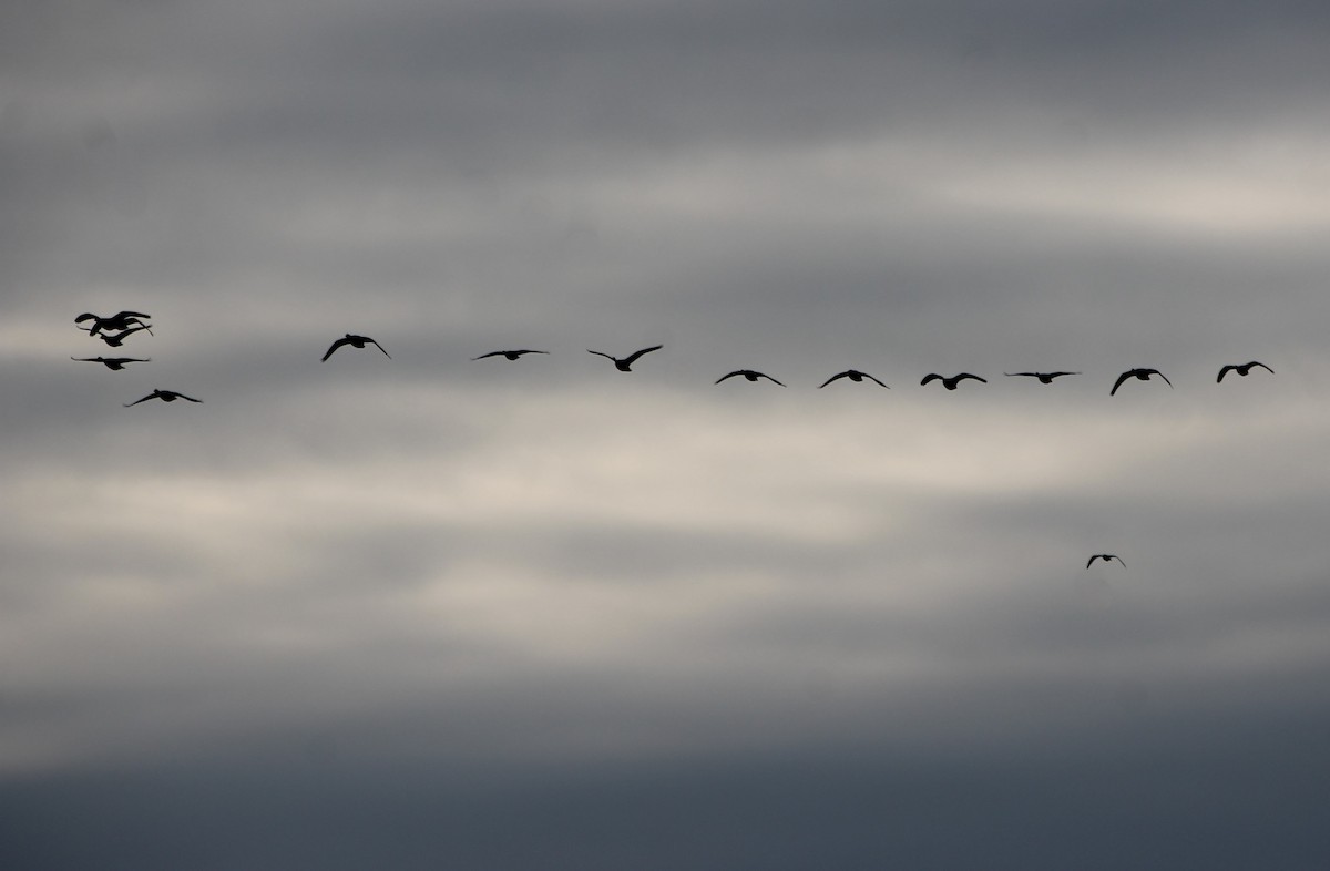 Canada Goose - ML647443709