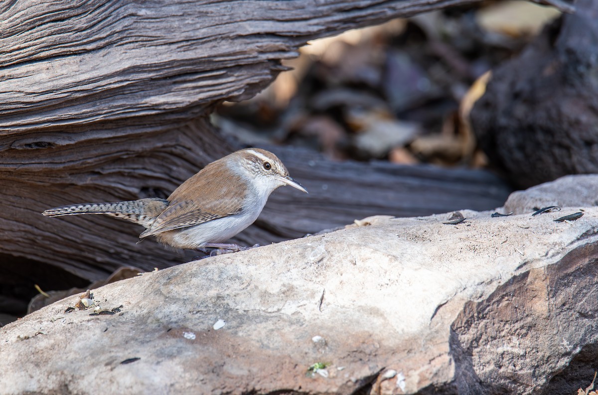 Bewick's Wren - ML647443719