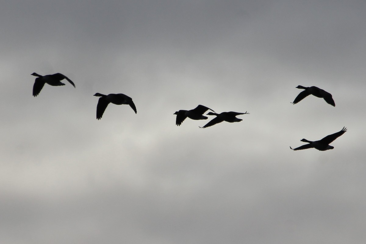 Canada Goose - ML647443720