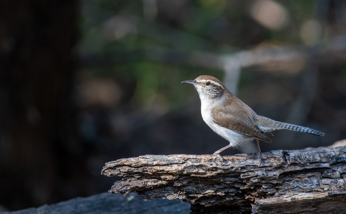 Bewick's Wren - ML647443721