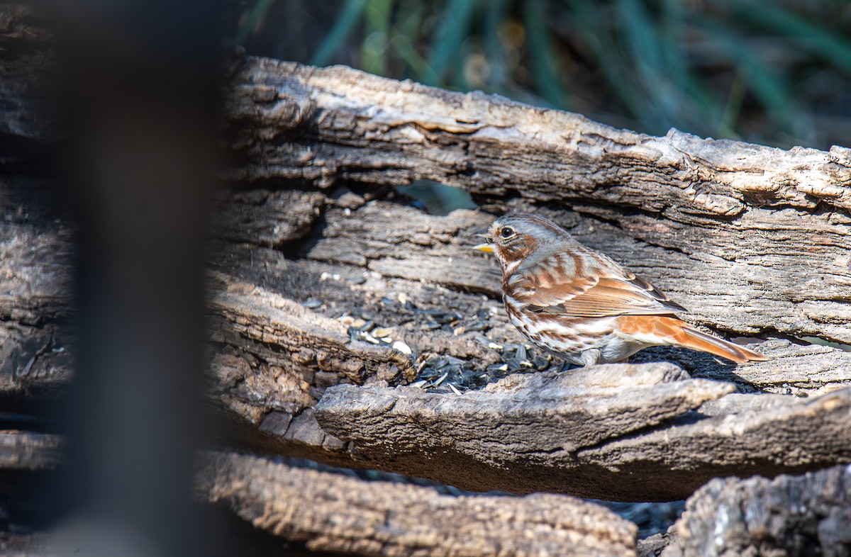 Fox Sparrow - ML647443722