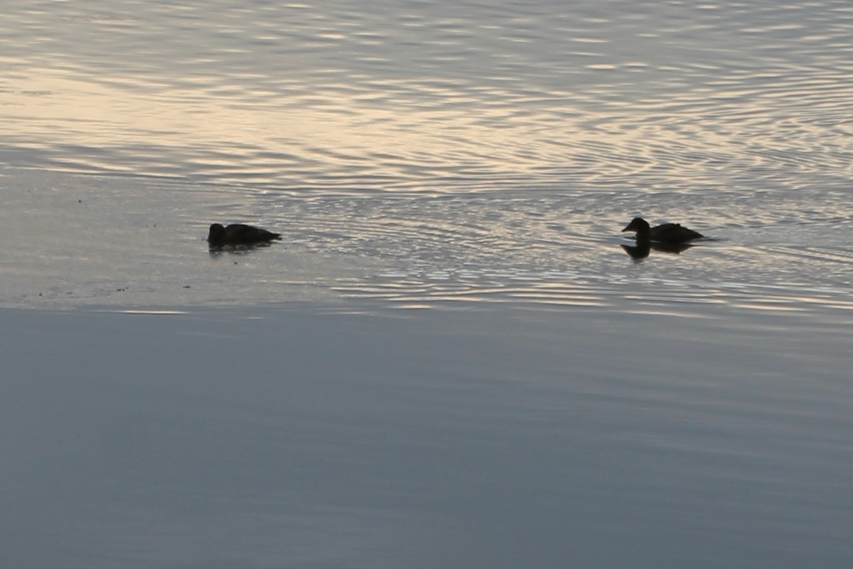 Common Eider - ML647443727