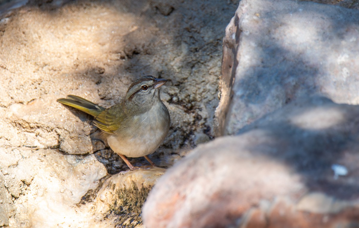 Olive Sparrow - ML647443728