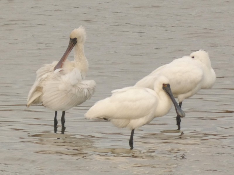 kinaskjestork - ML647443730