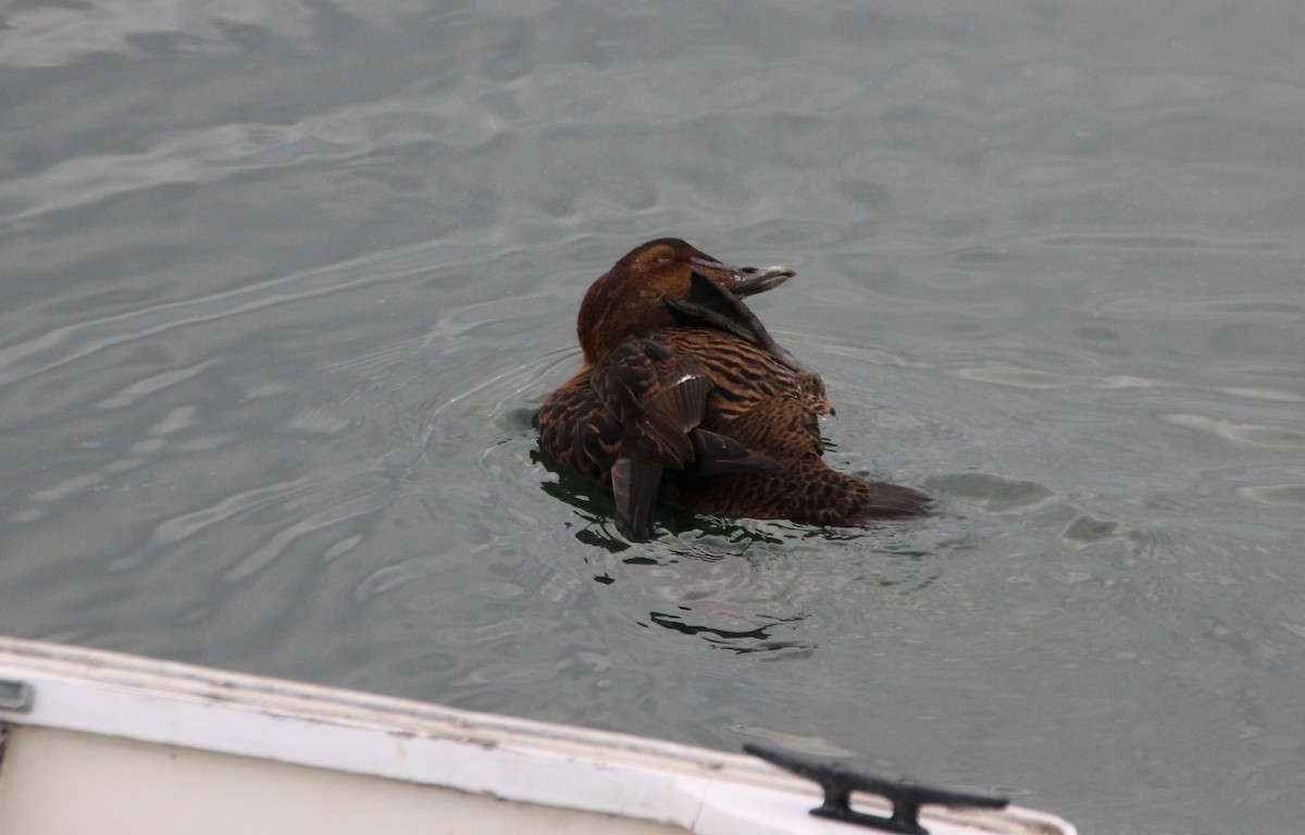 Common Eider - ML647443731