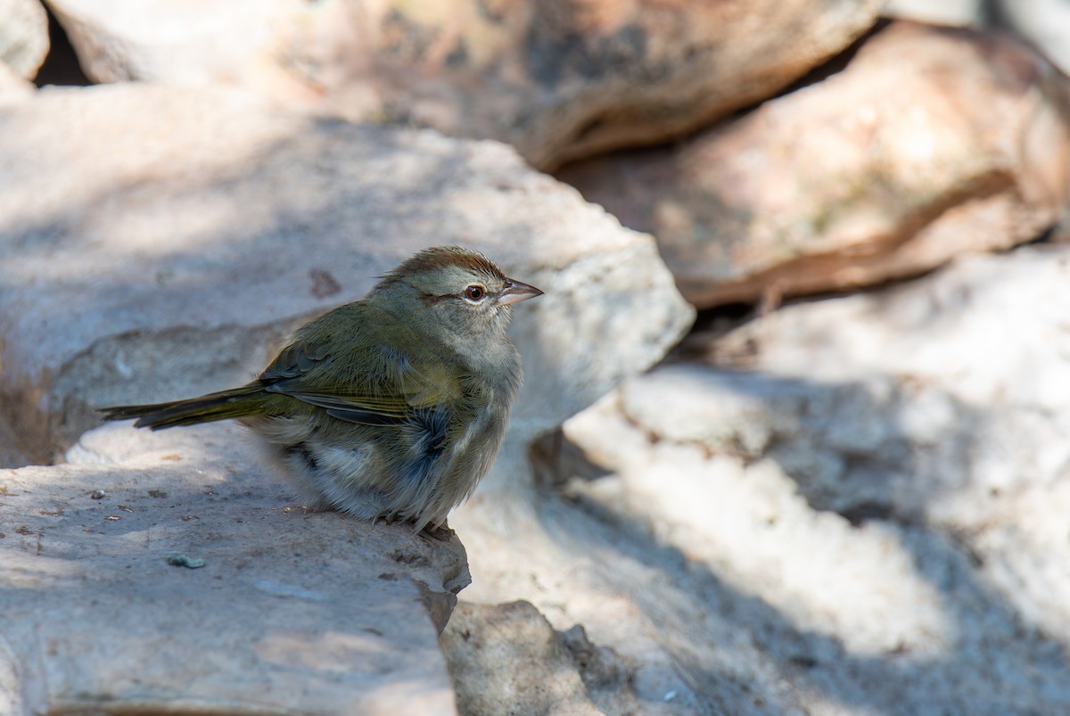 Olive Sparrow - ML647443732