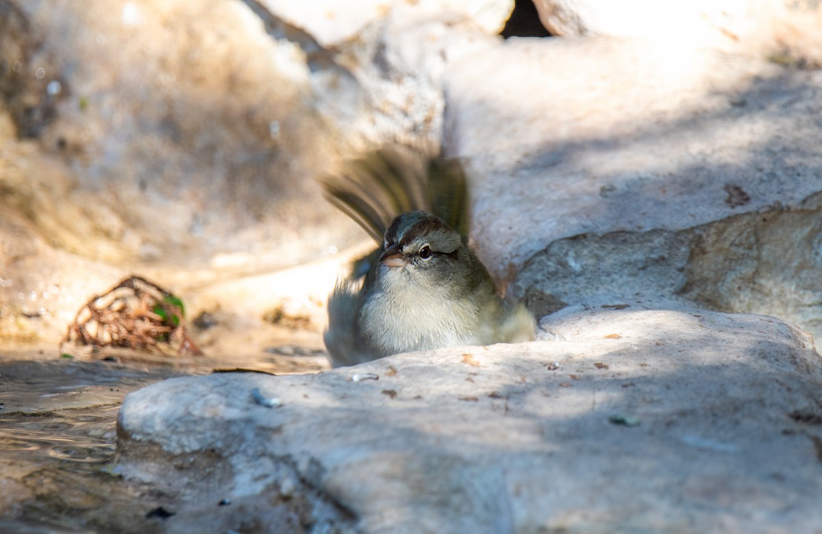 Olive Sparrow - ML647443733