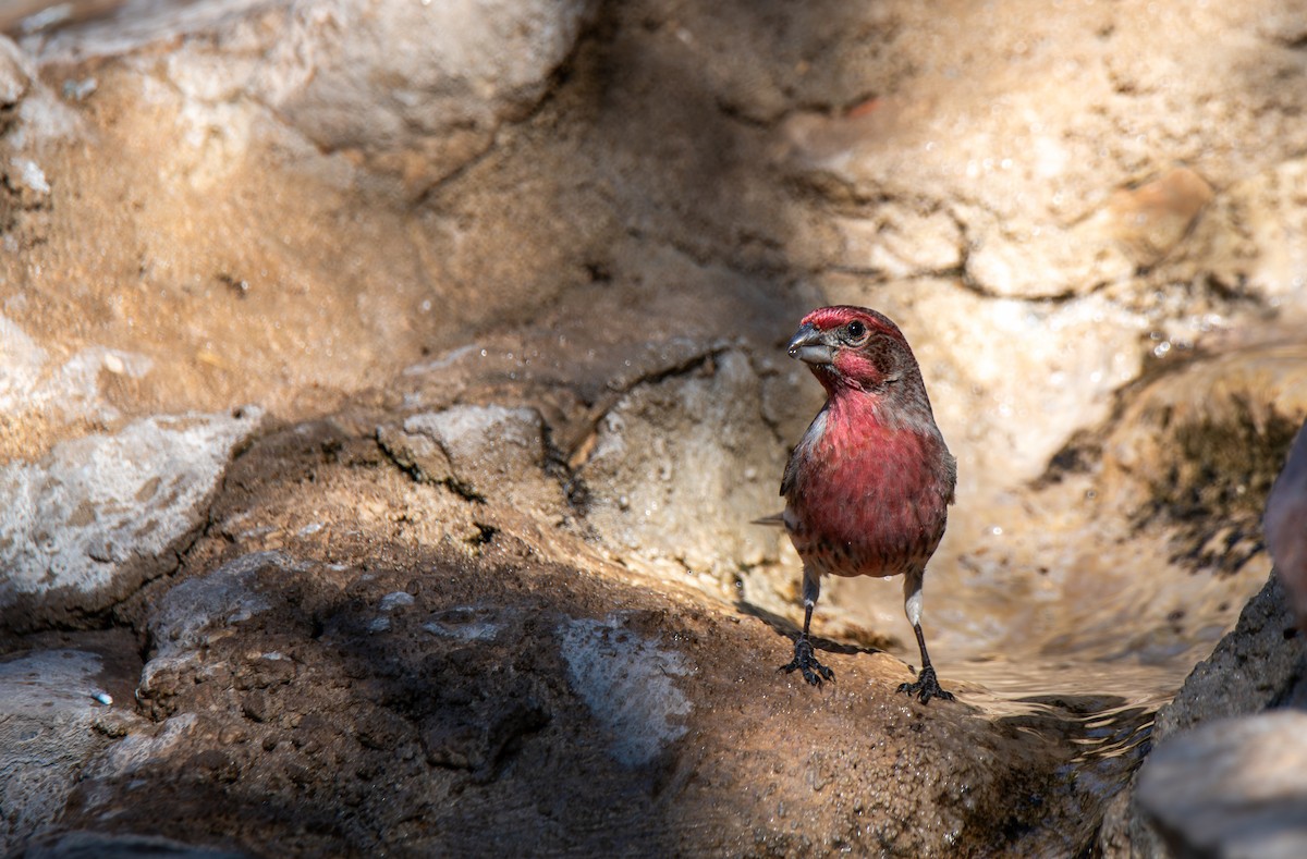 House Finch - ML647443734