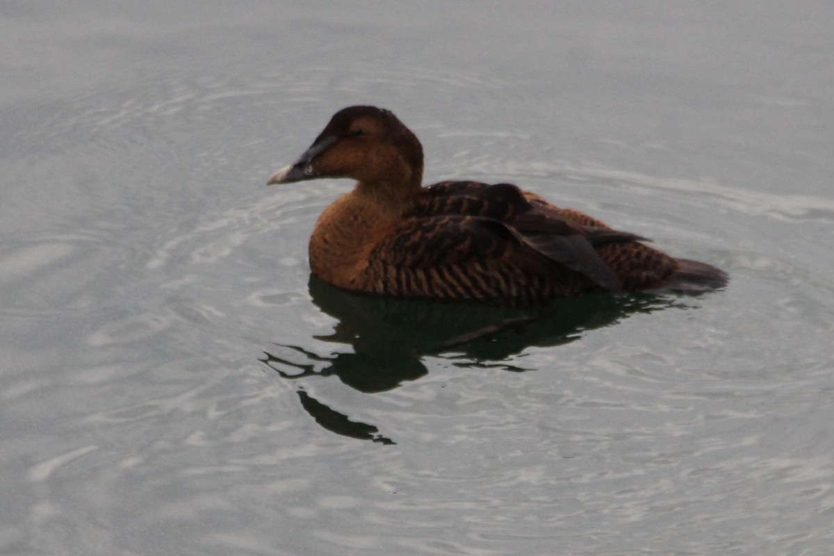 Common Eider - ML647443735