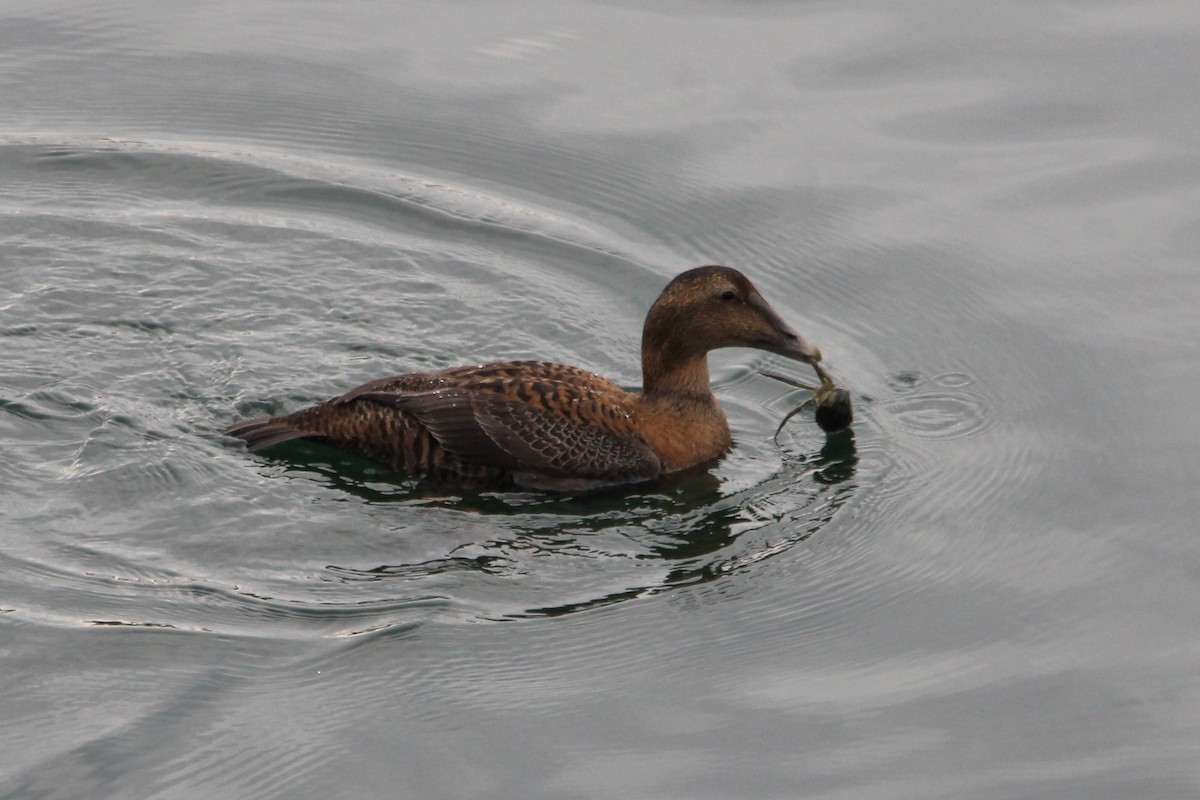 Common Eider - ML647443738