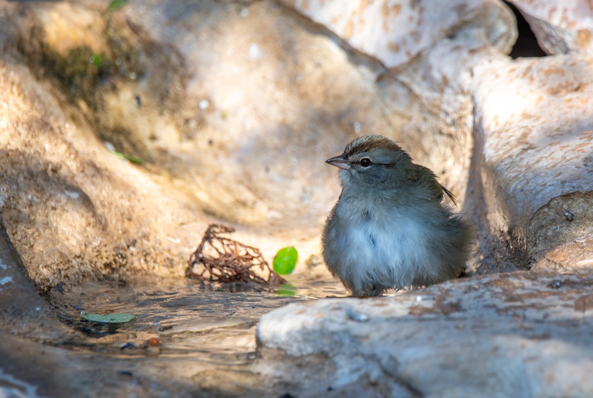 Olive Sparrow - ML647443741
