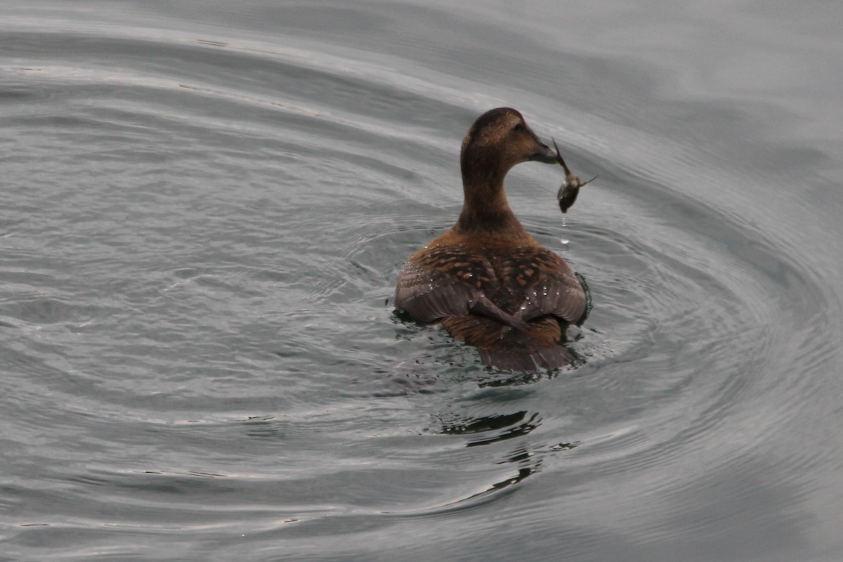Common Eider - ML647443743