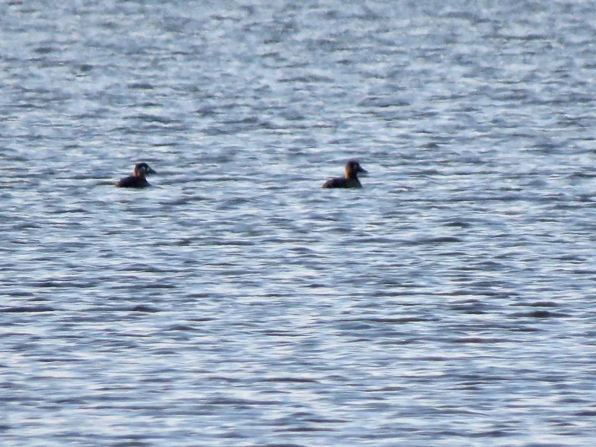 Surf Scoter - ML647443752