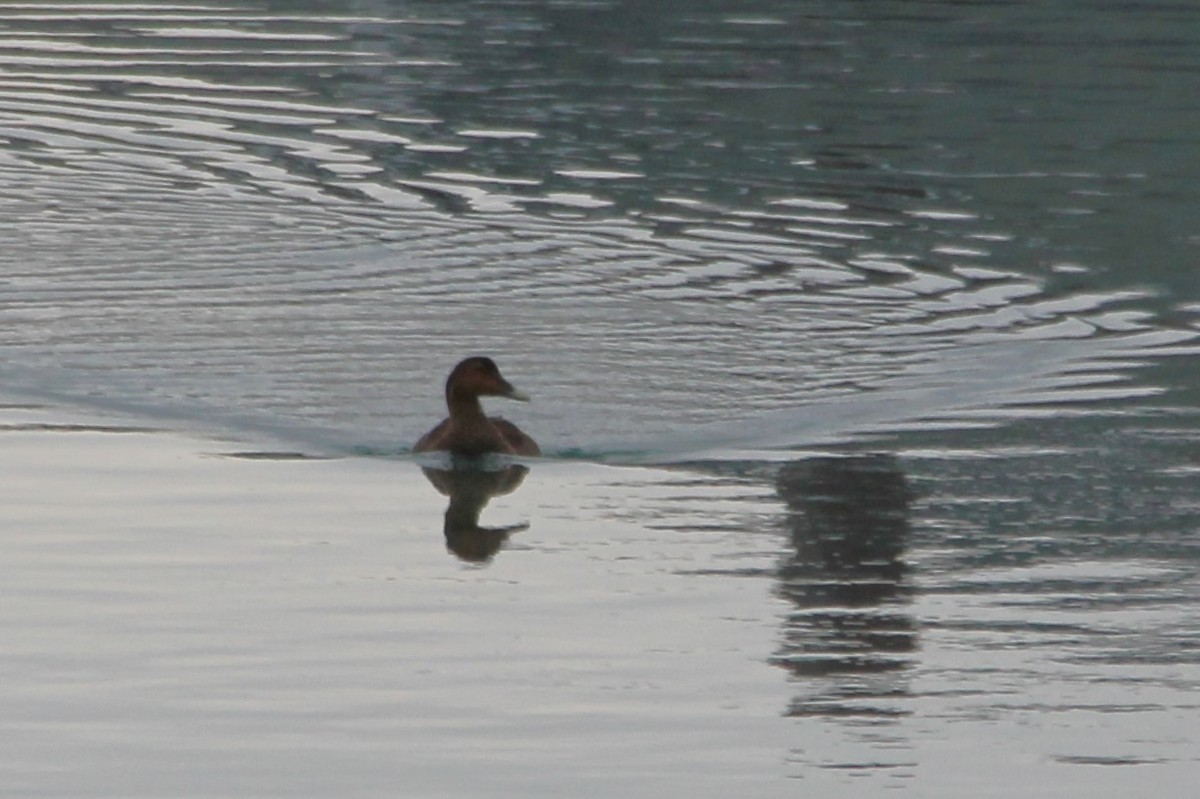 Common Eider - ML647443755