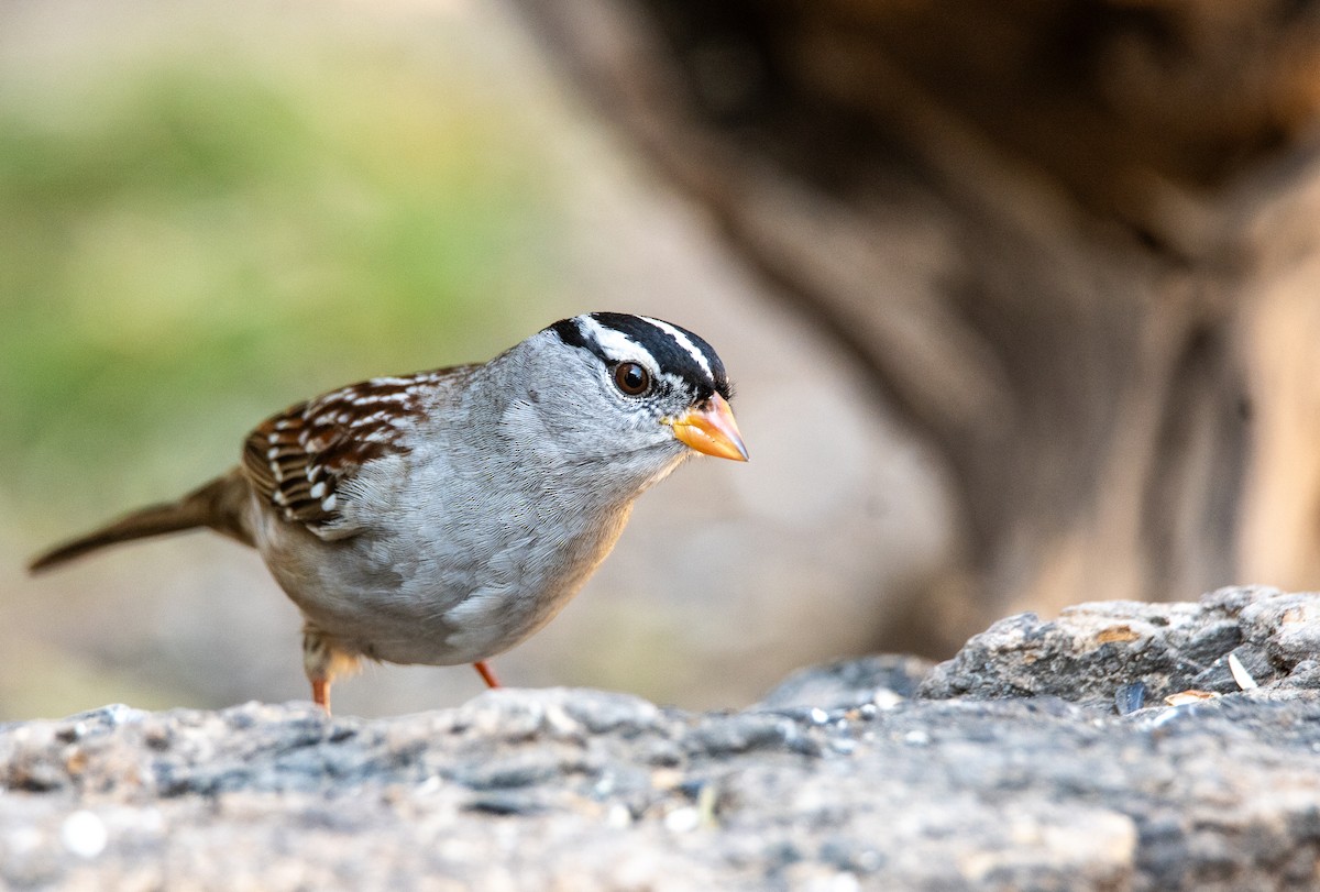 White-crowned Sparrow - ML647443760
