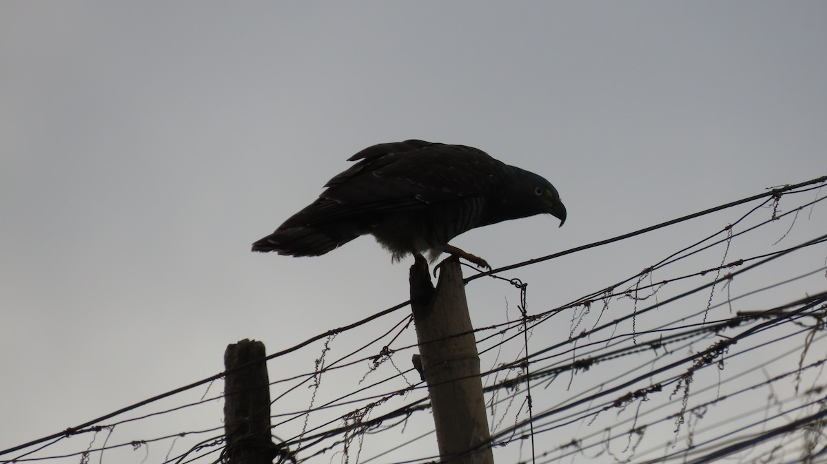 Hook-billed Kite - ML647443761