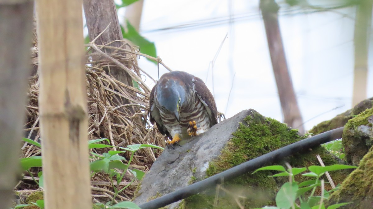 Hook-billed Kite - ML647443762