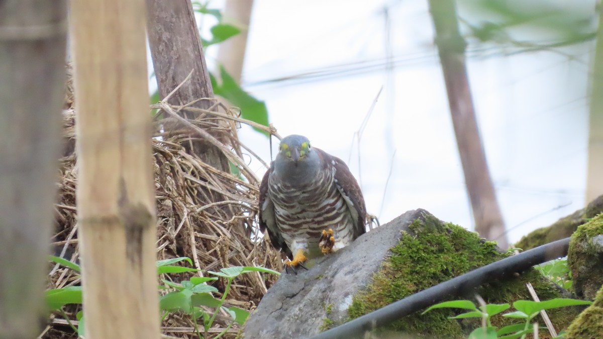 Hook-billed Kite - ML647443763