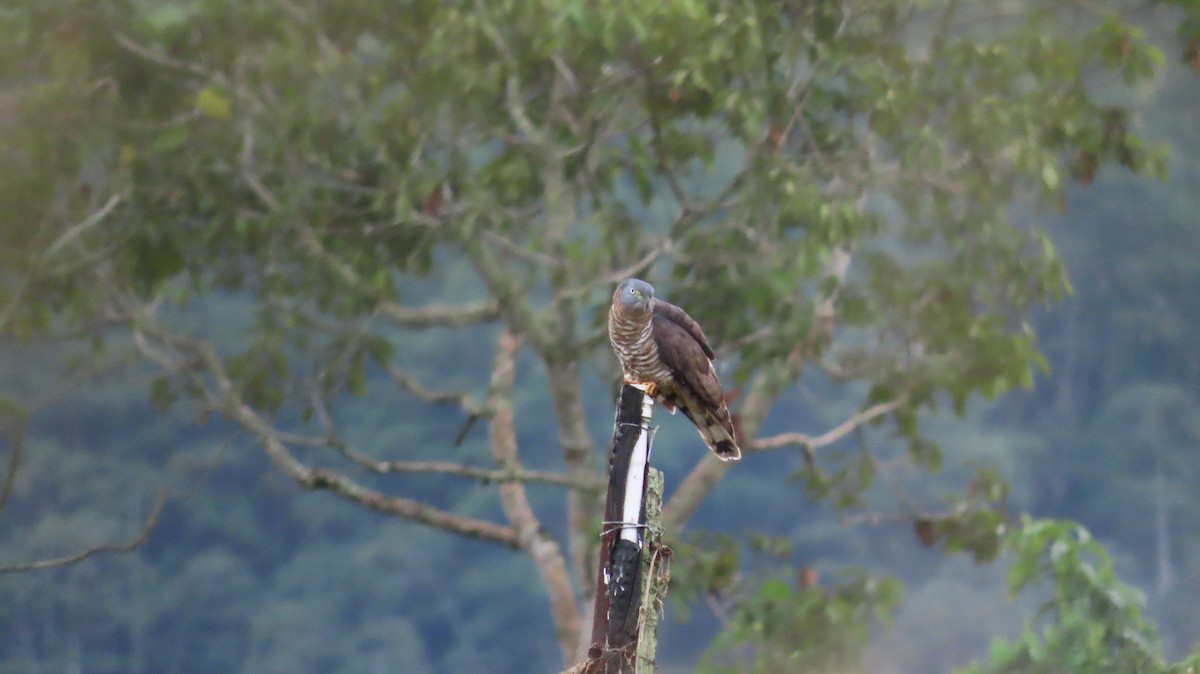 Hook-billed Kite - ML647443764