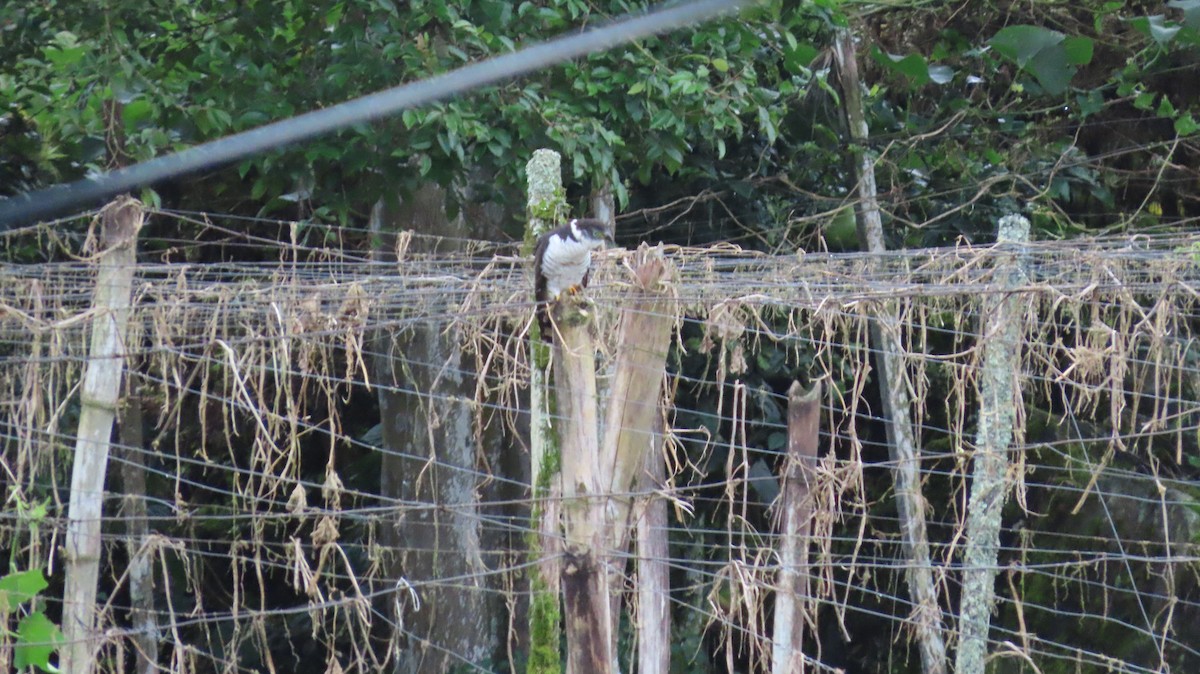 Hook-billed Kite - ML647443765