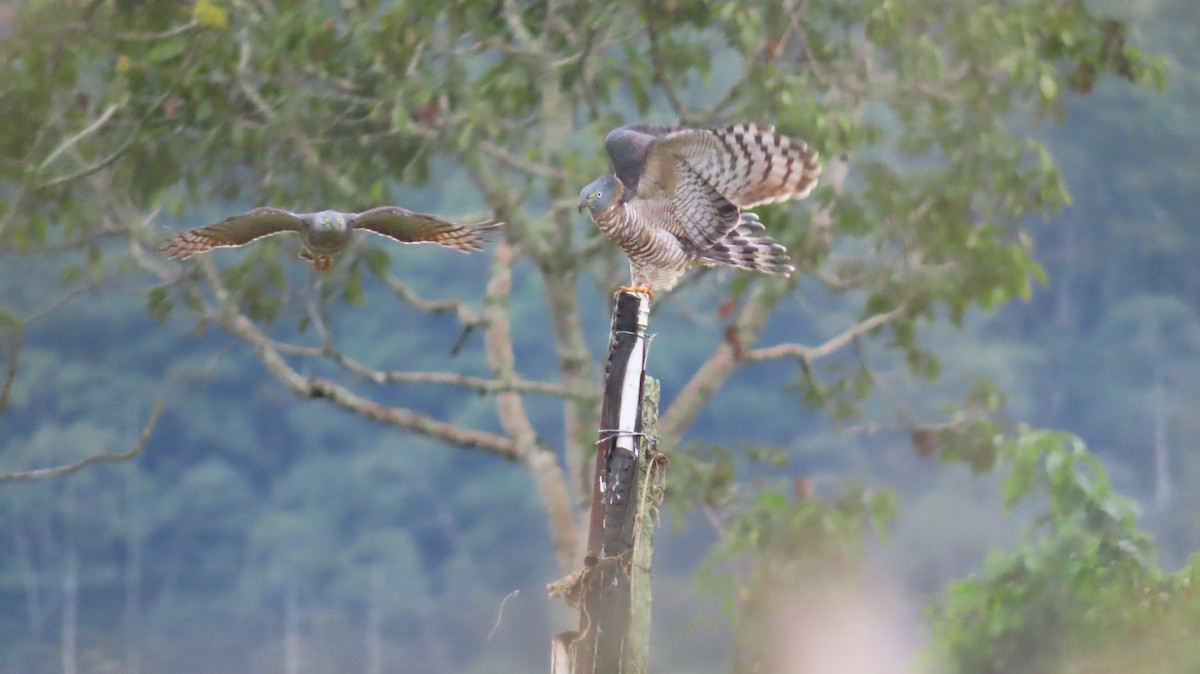 Hook-billed Kite - ML647443766
