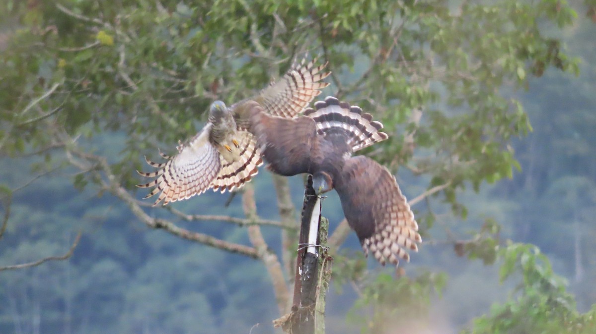 Hook-billed Kite - ML647443767