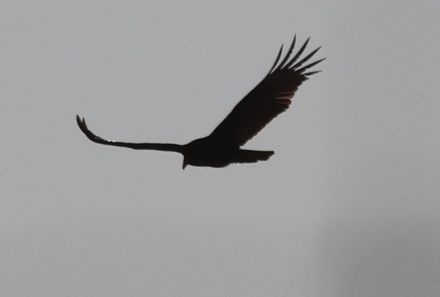Cooper's Hawk - ML647443773
