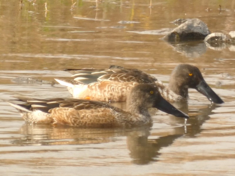 skjeand - ML647443776