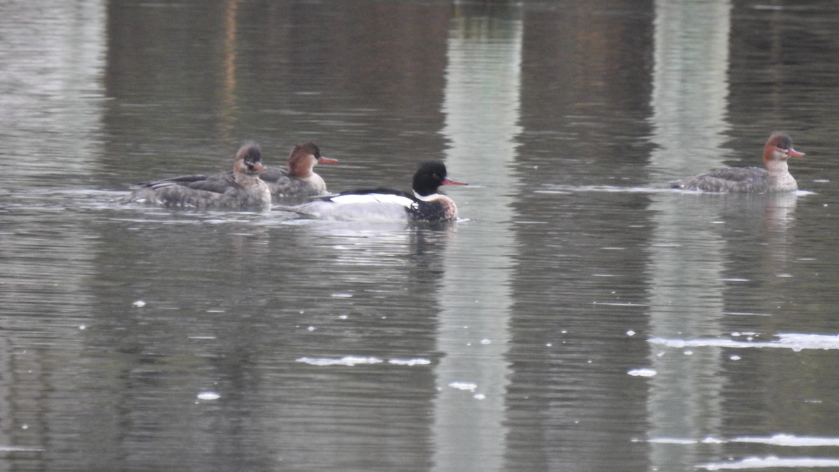 Serreta Mediana - ML647443788