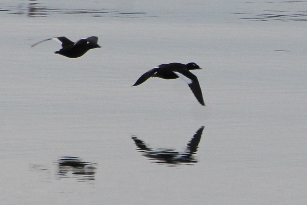 White-winged Scoter - ML647443789