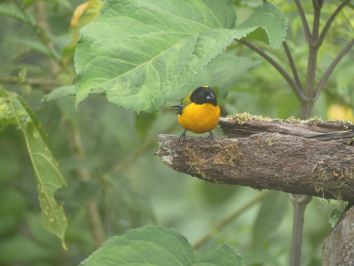 Tangara Barbinegra - ML647443791