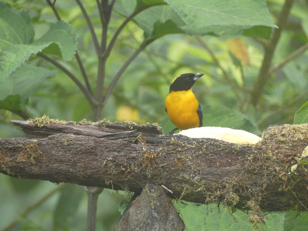 Tangara Barbinegra - ML647443792