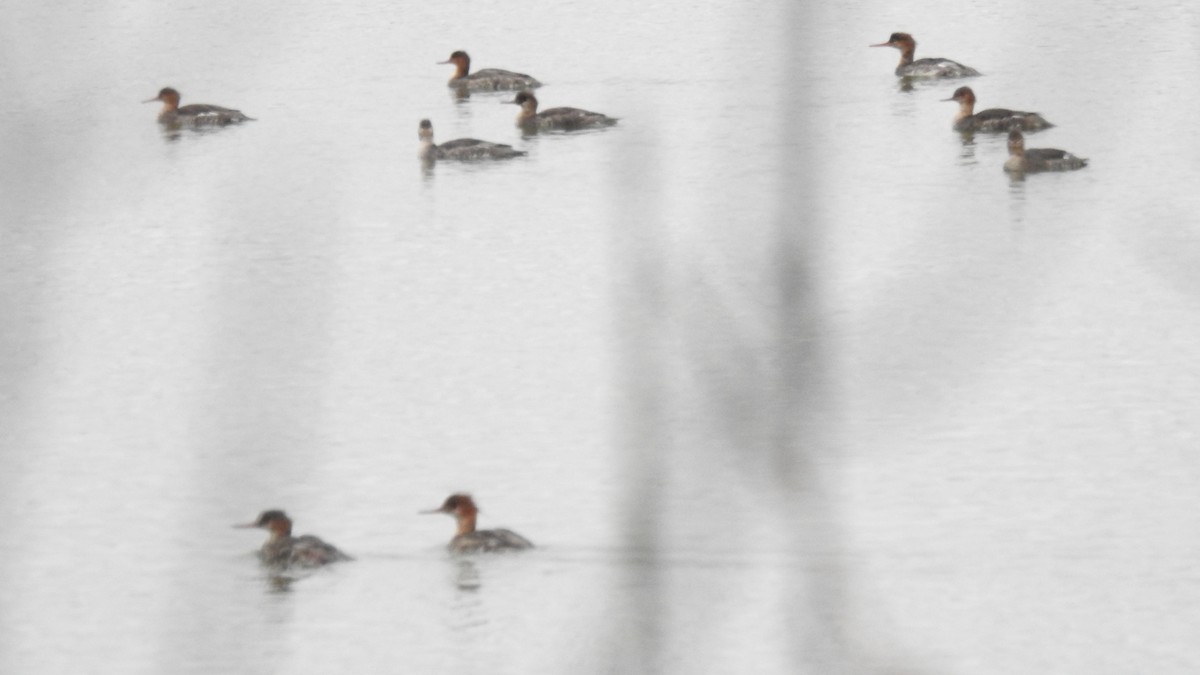 Serreta Mediana - ML647443793