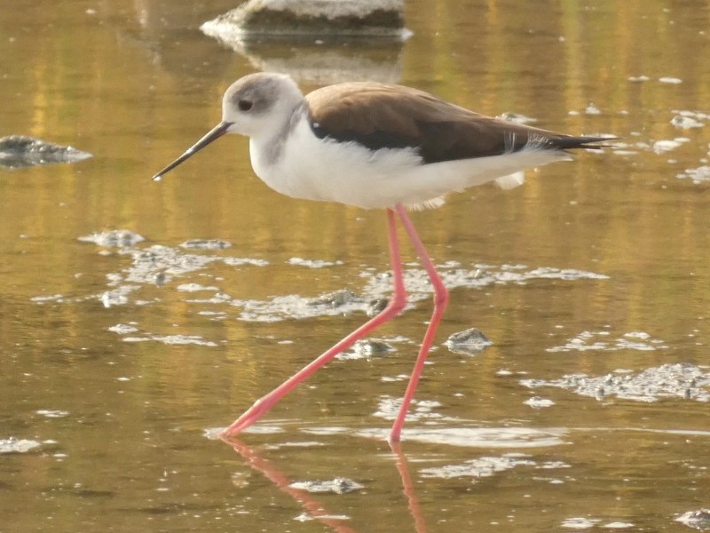 stylteløper - ML647443796