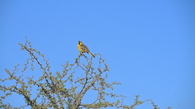 Пароарія жовта - ML647443798